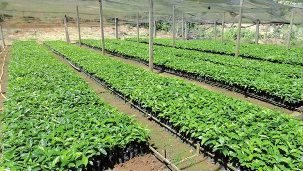de mudas de café de qualidade para pequenos agricultores 201 bom substrato e que as mudas apresentem um bom desenvolvimento, não havendo necessidade de acelerar seu crescimento através de adubações