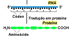 Proteínas Colocam em AÇÃO a informação genética da célula (DNA) Funções: estruturais, movimentação, sensorial, além de dirigir a maioria dos processos químicos das células (enzimas), etc.