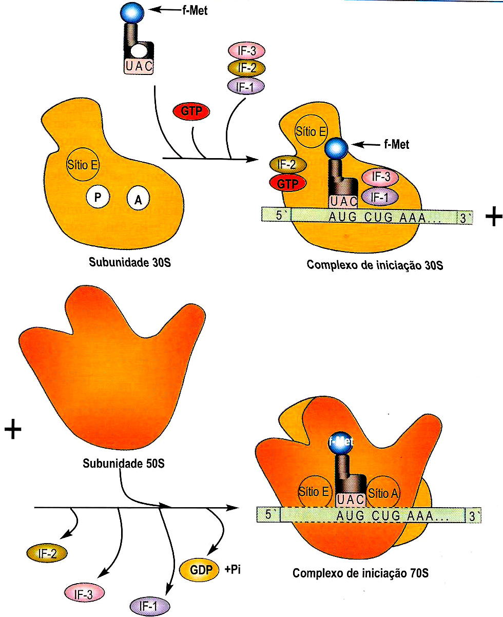 Iniciaçã ção a) Subunidade menor do ribossomo + GTP + RNAt + iniciador + IFs ligam-se ao RNAm b) O 1º RNAt se liga ao sítio P do ribossomo no