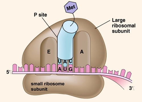 Elongação: Os ribossomos tem 3 sítios onde os RNAt se ligam Sítio A: região onde chega o RNAt com o aa ligado (sítio de entrada de um