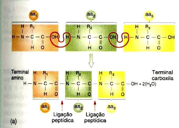 * Ligaçã ção o entre os aa Os aminoácidos são unidos por ligações covalentes ligações peptídicas GRUPO AMINA do aa (RNAt no sítio A) se liga ao