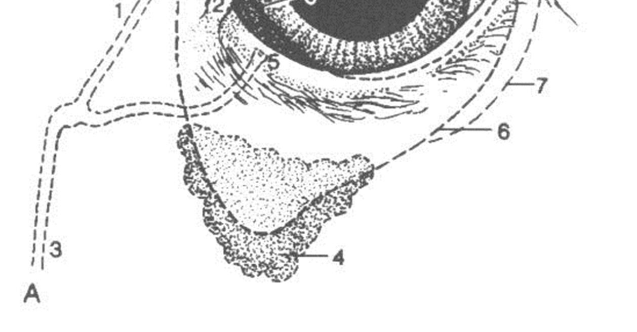 2.2 Órgãos Acessórios aparelho lacrimal - glândula lacrimal - glândulas lacrimais