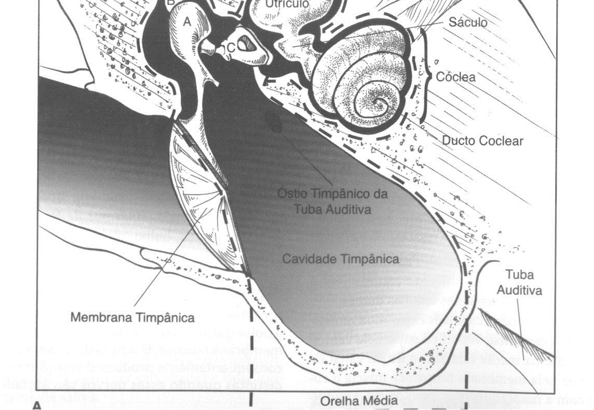 3.3 Orelha Interna labirinto membranáceo contém endolinfa no interior