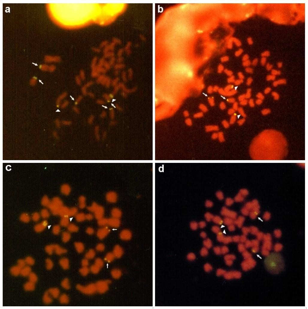 Organização do DNAr em Astyanax 34 (Ferro et al., 2001; Souza et al., 2001; Mantovani et al., 2005; Fernandes e Martins- Santos, em preparação) e Prochilodus lineatus (Jesus e Moreira-Filho, 2003).