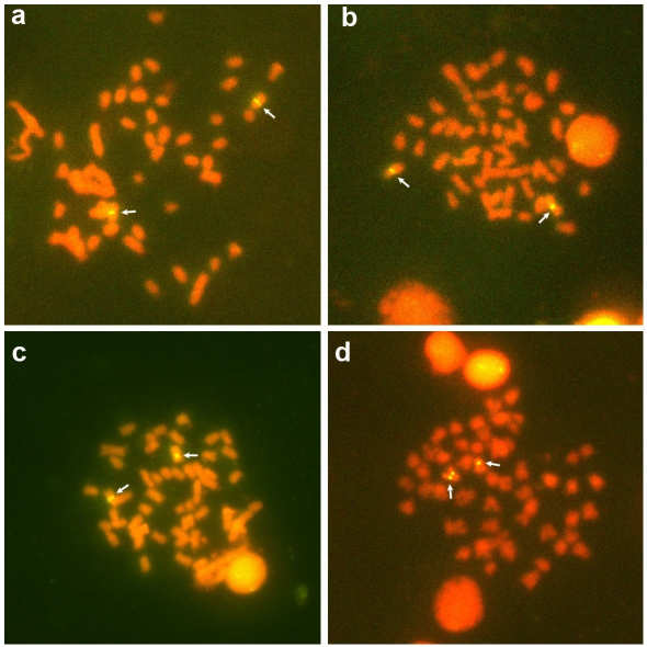 Organização do DNAr em Astyanax 36 Figura 2 Metáfases de FISH em Astyanax altiparanae, evidenciando a posição cromossômica dos sítios de DNAr 5S nas populações do ribeirão Maringá (a), rio Paraná