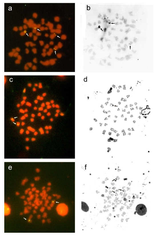 Capítulo I 37 cromossomo marcador em cinco espécies do gênero Astyanax. Mantovani et al. (2005) também revelaram que os loci de DNAr 45S e 5S foram sintênicos em um cromossomo de A.