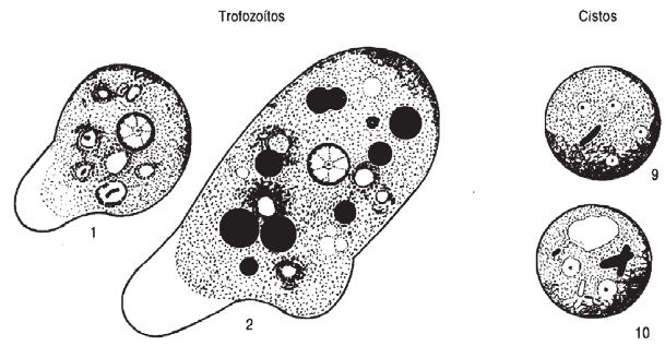 como se locomovem. Dos protozoários estudados nessa unidade, a Entamoeba histolytica possui pseudópodes e se locomove através dele, são chamados de rizópodes ou ameboides.