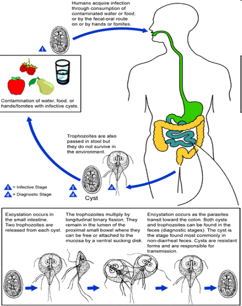 Giardíase Geralmente assintomática; Pode provocar: Dores abdominais;