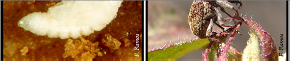 Capítulo I Revisão Bibliográfica Figura 1.1: Estádios de desenvolvimento de A. grandis. A, ovos; B, larva de quarto instar; C, pupa; D, inseto adulto.