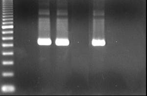 Capítulo II Caracterização de Estirpes de Bacillus thuringiensis Tóxicas ao Bicudo do Algodoeiro pb pb 800 526 200 M 1 2 3 4 5 6 7 Figura 2.13: Análise dos produtos de PCR obtidos para o gene cry2.