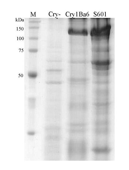 Capítulo III ALP-GPI de A. grandis são prováveis receptores para proteína Cry1B pb 1 2 pb 5000 3000 5,601 3,687 Figura 3.5: Análise do gene cry1b clonado em B. thuringiensis.