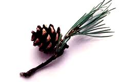 Pinus Pinaster pycnogenol Picnogenol é o nome padrão de vários flavonóides contidos no extrato da casca de Pinus pinaster.
