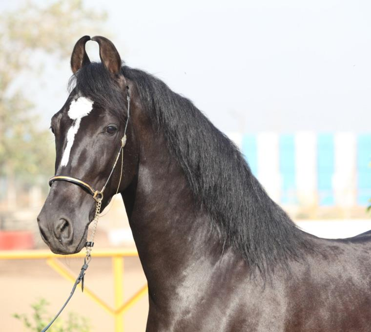 Cavalo de Cabo Verde e