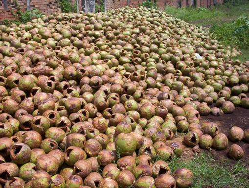 Boa parte desse material é disposto a céu aberto em lixões, ocorrendo a proliferação de vetores de doenças, e a promoção de uma estética negativa do ambiente.