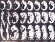 4. Embriões vertebrados: há mais de um século os biólogos sabem que os embriões vertebrados não são semelhantes no