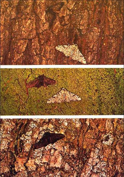 5. Melanismo industrial: a foto de mariposas Biston betularia camuflando-se nos troncos das árvores como evolução em ação é falsa.