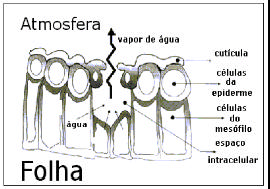 2 Requerimento de Água das Culturas lagos, rios, pavimentos, solos e vegetação úmida. Energia é requerida para mudar o estado das moléculas de água de líquido para vapor.