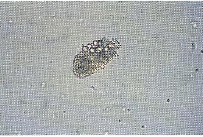 27 Células Epiteliais Tubulares Renais Células epiteliais tubulares renais (ETR) variam em tamanho e forma, dependendo da área dos túbulos renais da qual são originárias.