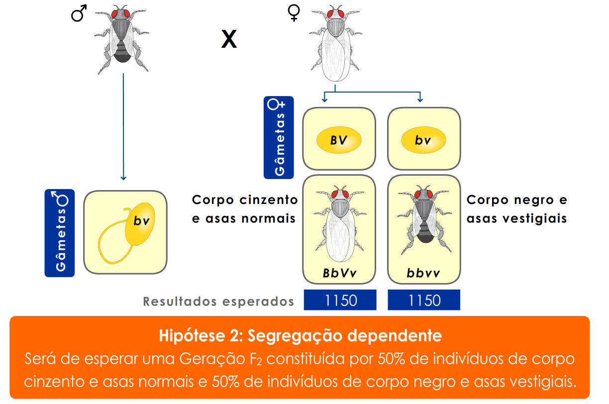 Se a segregação dos