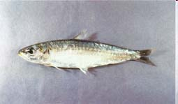Clupeomorpha 360 sp (anchovas, sardinha) - Boca e
