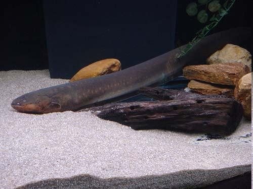 Characiformes (Piranha) Cypriniformes (Carpa)
