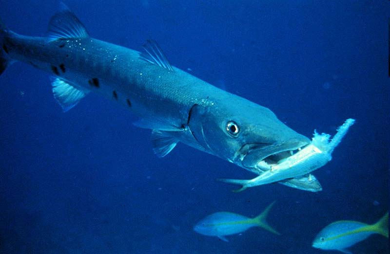 Salmoniformes 13500 sp - Nadadeiras com espinhos - Maior ordem Perciformes