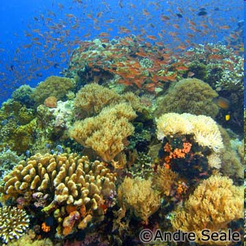 Recifes de Coral - Maior diversidade vertebrados e invertebrados - Alta pressão seletiva - locomoção e