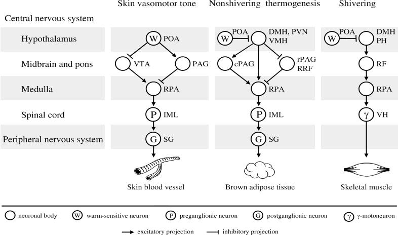 Papel do hipotálamo na integração da resposta homeostática em esquilos Modelo clássico de homeostase O aumento da taxa metabólica e a produção de calor em endotermos são proporcionais à redução da T