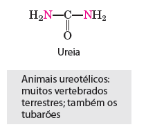 Metabolismo do Nitrogênio Nitrogênio: para ser utilizado pelos animais, ele precisa ser fixado - Grande custo energético Reduzido de N 2 para NH 3 (amônia) - Somente algumas poucas bactérias de solo