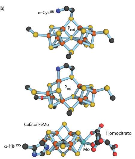 Nitrogenase: a maquinaria de fixação de N A nitrogenase é a enzima que N 2 a amónia (NH 3 ) Duas proteínas: Dinitrogenase (propriamente dita Tetrâmero α 2 β 2 ): cujo sítio ativo é composto por um