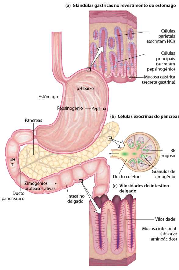 Degradação das proteínas da dieta A digestão de proteínas pode ser dividida em fases 1º: Gástrica 2º: Pancreática 3º: Intestinal Estômago Gastrina HCl do suco gástrico elimina microrganismos e