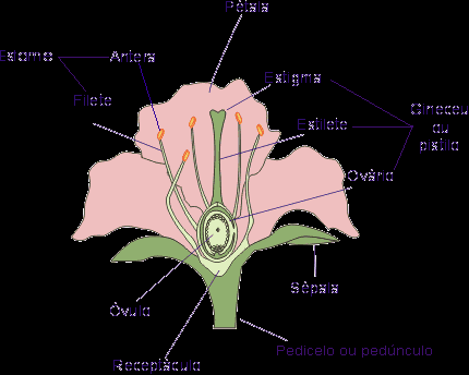 Morfologia floral (unissexuais ou