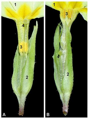 Heterostilia Flores Pin Flores Thrum Pistilo Antera Primula vulgaris. Las flores Pin (A) presentan los filamentos de los estambres cortos y los pistilos largos.