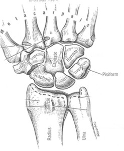 COMPLEXO DO PUNHO Sistema de 2 articulações: mediocarpal, radiocarpal Maior ADM com menor exposição da superfície articular Cápsula articular mais tensa Menor pinçamento de estruturas em amplitudes