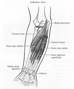 MÚSCULOS DO PUNHO DESVIADOR ULNAR DESVIADOR RADIAL FLEXORES EXTENSORES MÚSCULOS EXTENSORES Extensor radial curto do carpo Mais ativo