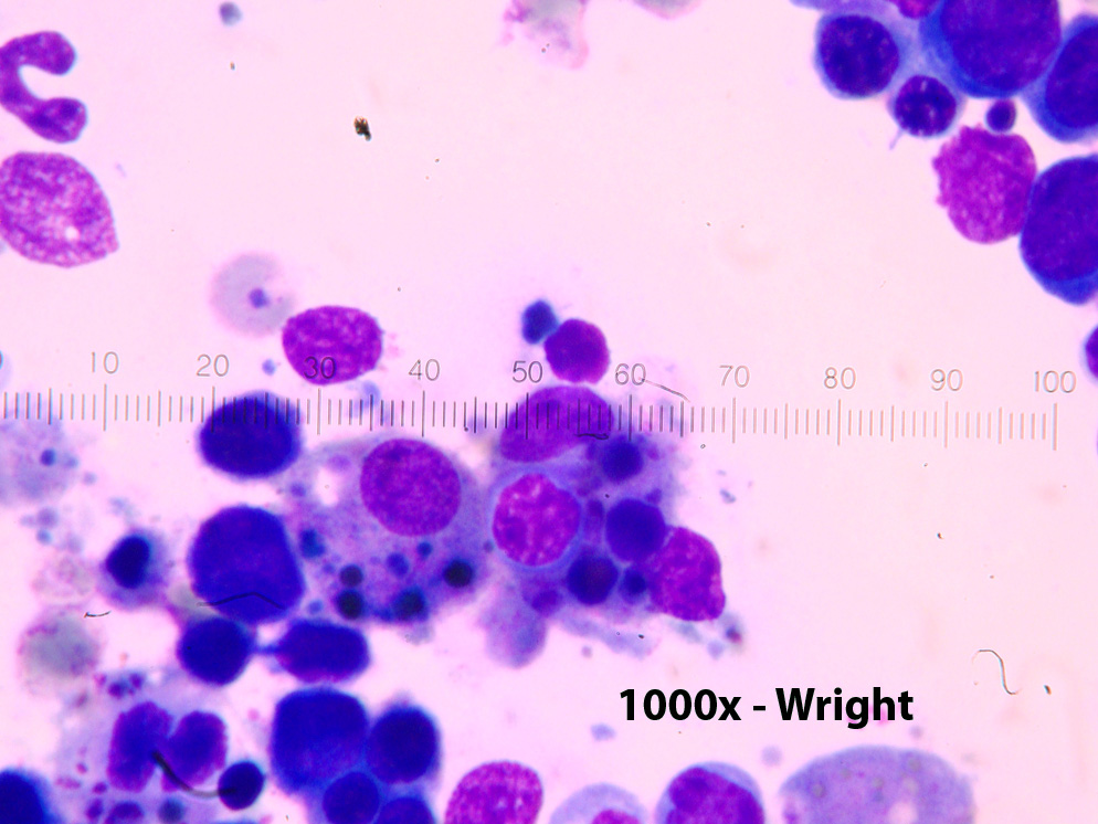 Caso clínico 2012/2/09 página 8 THRALL, Mary Anna et al. Hematologia e Bioquímica Clínica Veterinária. 1ª São Paulo: Roca, 582 p. 2007. WEISS, D. J.; WARDROP, K. J. Schalm s Veterinary Hematology.