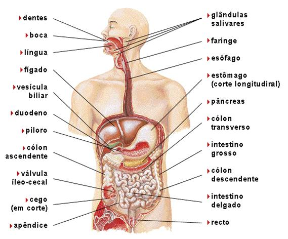 Transformações dos alimentos