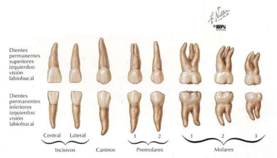 Dentes Os incisivos e os caninos preparam uma quantidade de alimento para entrar na boca.