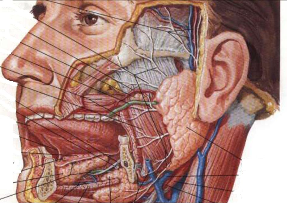 Glândula sublingual Glândula