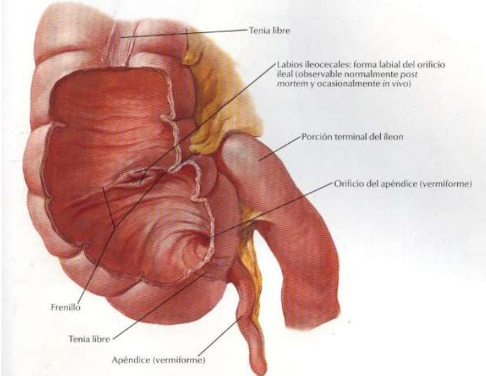 Intestino