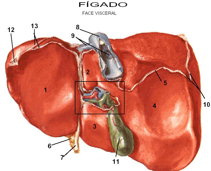 Órgãos e Anexos Glândulas salivares Fígado: É a maior glândula do corpo humano. Pesa aproximadamente 1.400g, tem cor vermelho-escuro.