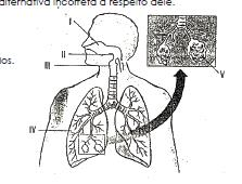 a) I e II b) I, II e III c) todas d) II, III e IV e) I, II e IV 7. (UnB-DF) Assinale a alternativa que apresenta uma estrutura comum ao sistema respiratório e digestivo.