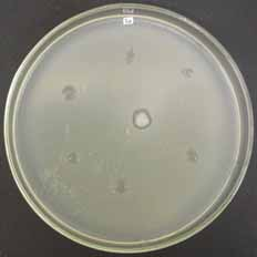 Figura 2. Distribuição da atividade antibacteriana in vitro dos géis com diferentes concentrações (em sentido horário) e na concentração de 10% (no centro) frente a S. aureus (ATCC 6538).