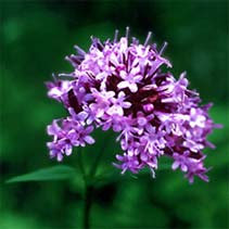 Valeriana Valeriana officinalis extrato seco