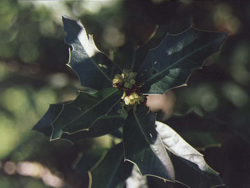 Espinheira Santa Maytenus ilicifolia