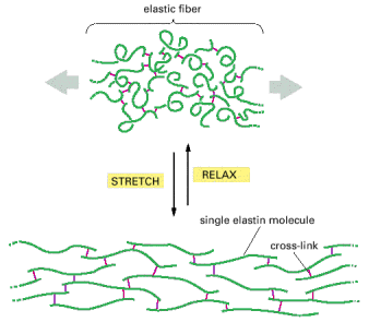 Distensão de moléculas de elastina Estrutura da elastina permite suas