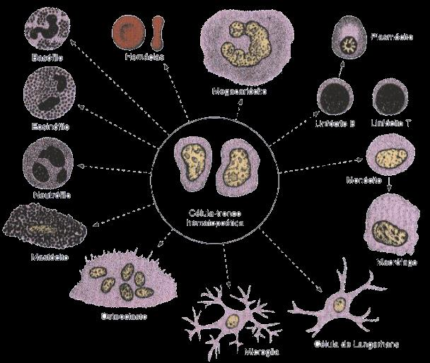 Fonte: Histologia