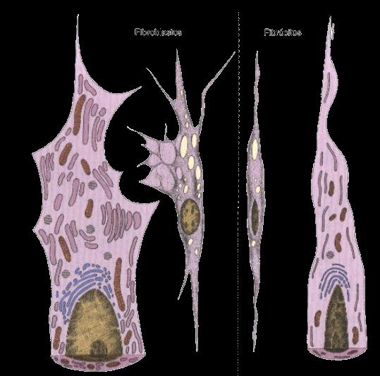 Fonte: Histologia