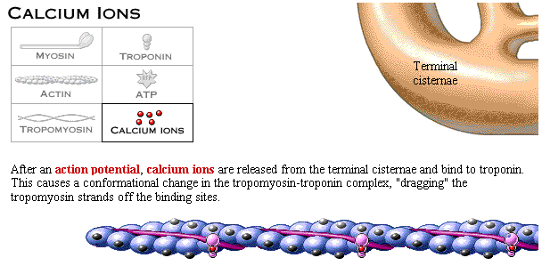 Inibição do filamento de actina pelo