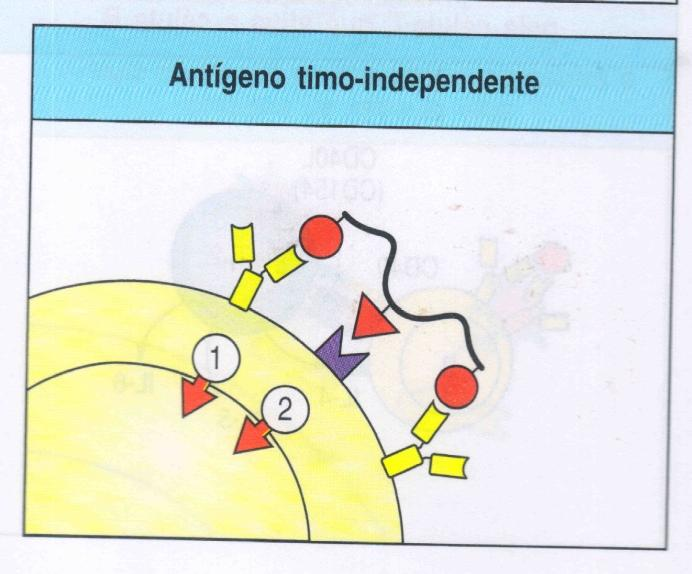 2. Ligação direta antígeno-receptor do SI inato ou repetidas ligações cruzadasbcr-constituinte do microorganismo (antígeno TI) Respostas de